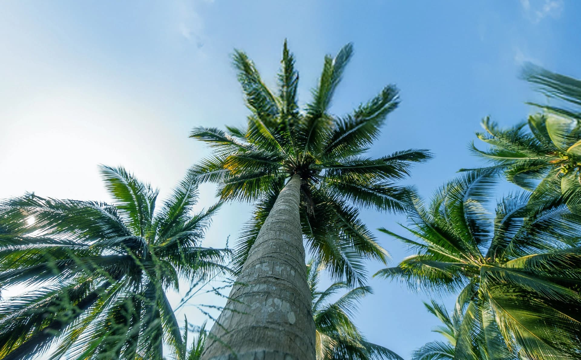 Palmas de coco bajo el cielo de Colima