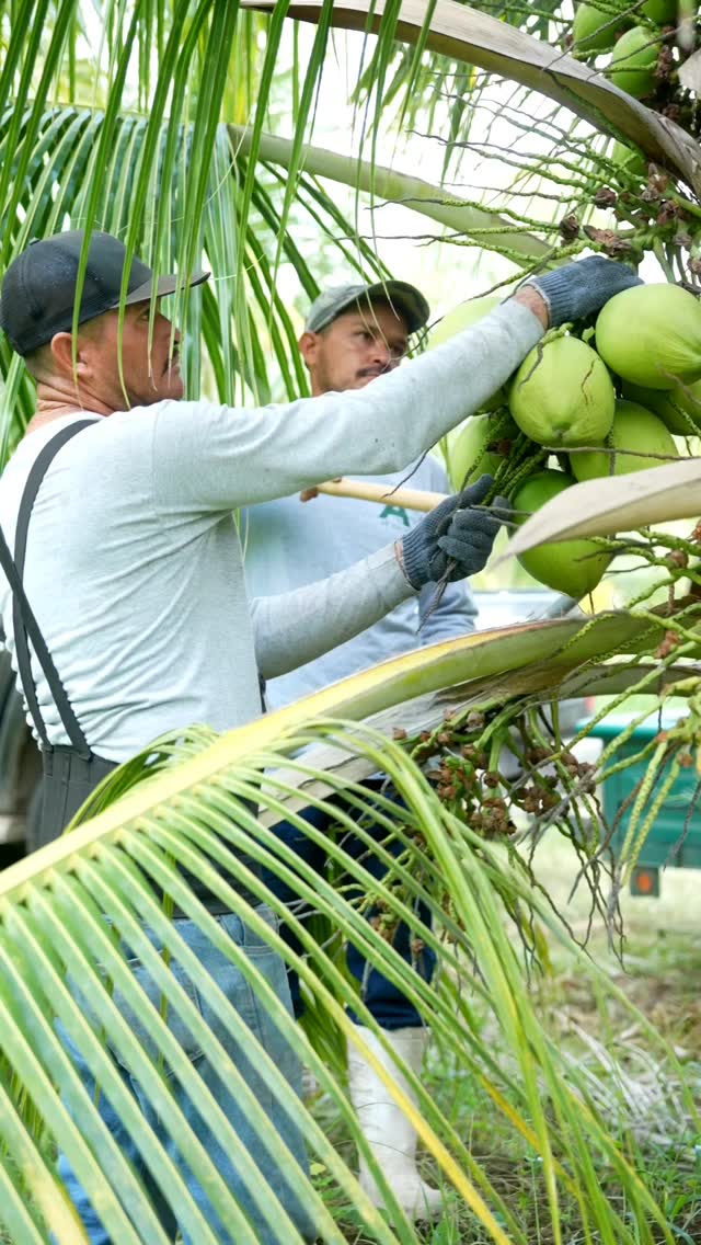 El equipo cosecha cocos entre las palmas de Colima