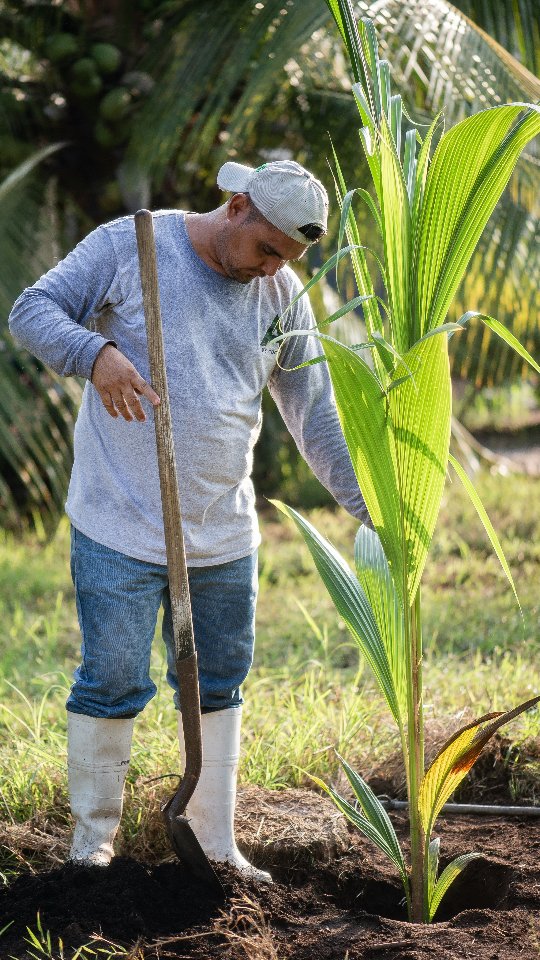Un integrante del equipo planta una palma de coco en Colima