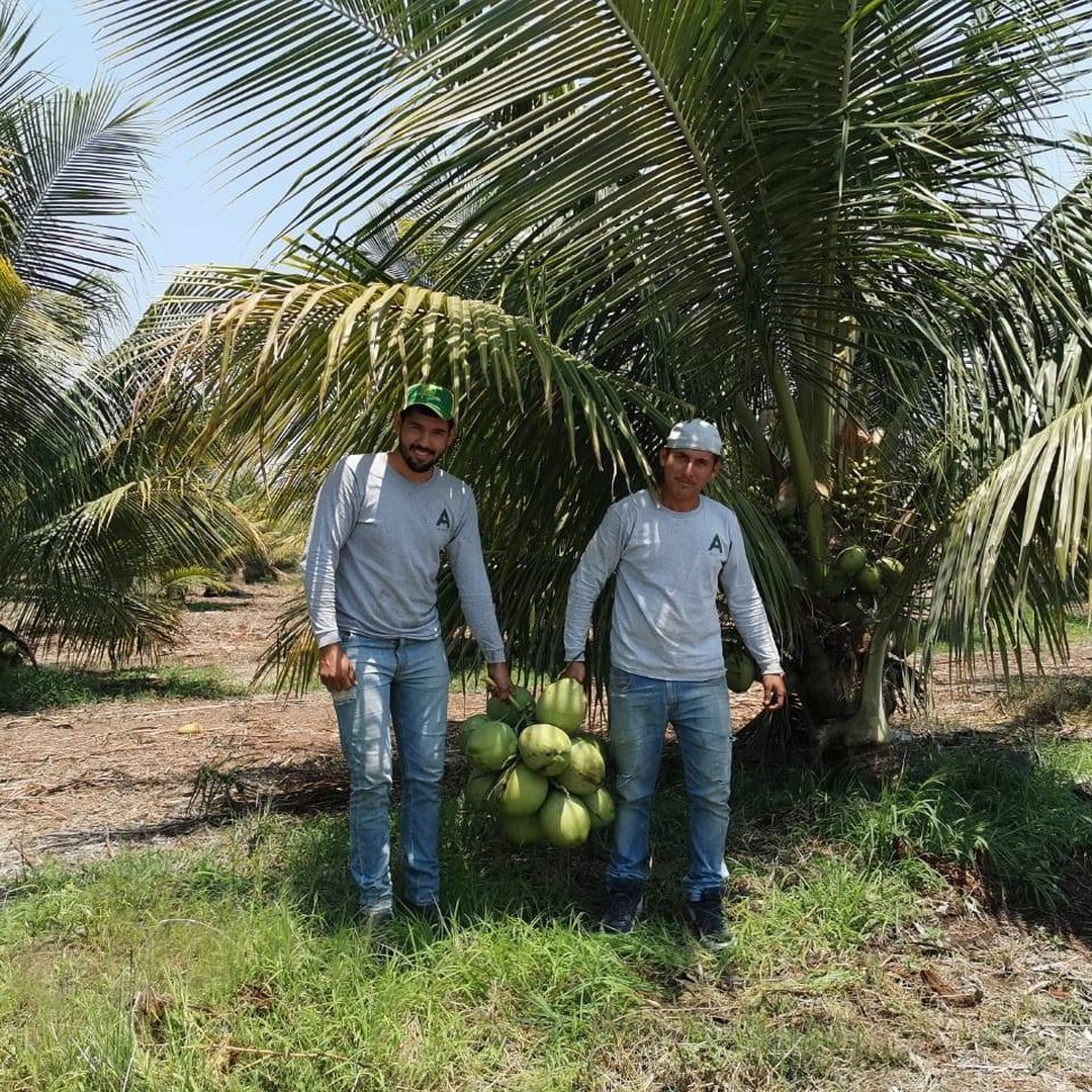 El equipo de A de Coco con cocos recién cosechados entre las palmas